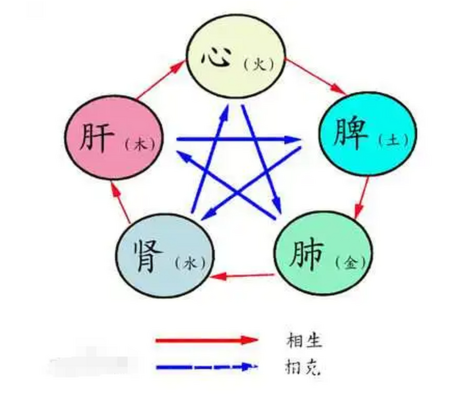 科普展现:肝对应五行（肝对应五行属性）