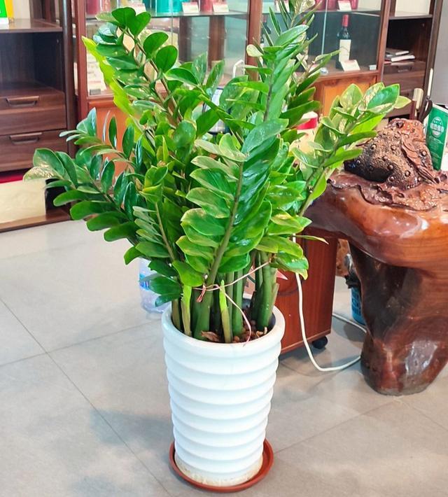 科普展现:客厅宜养植物（客厅养啥植物好）