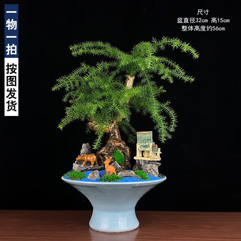 办公室风水植物
