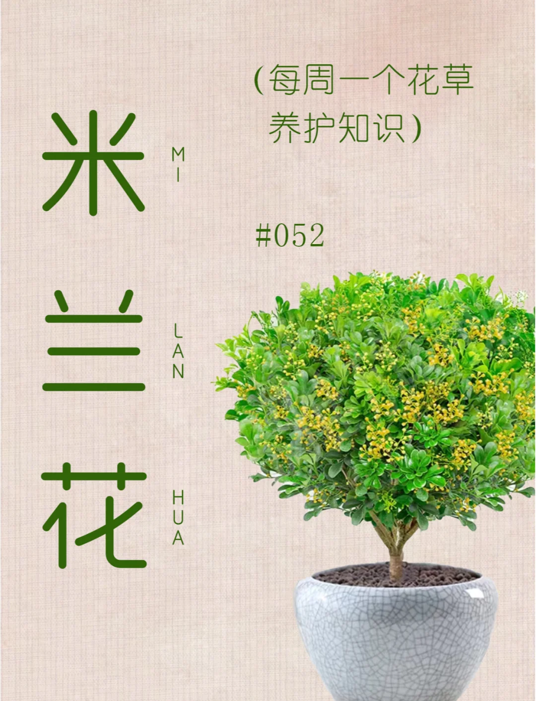 科普展现:米兰花风水禁忌（米兰花摆放禁忌）