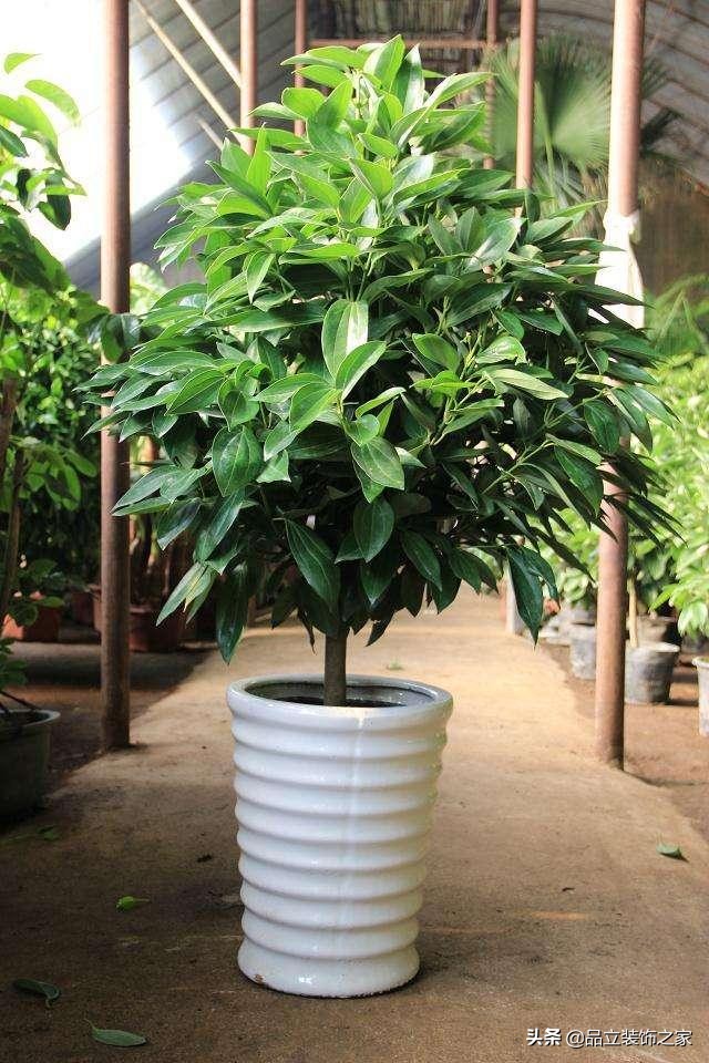 办公室绿植风水