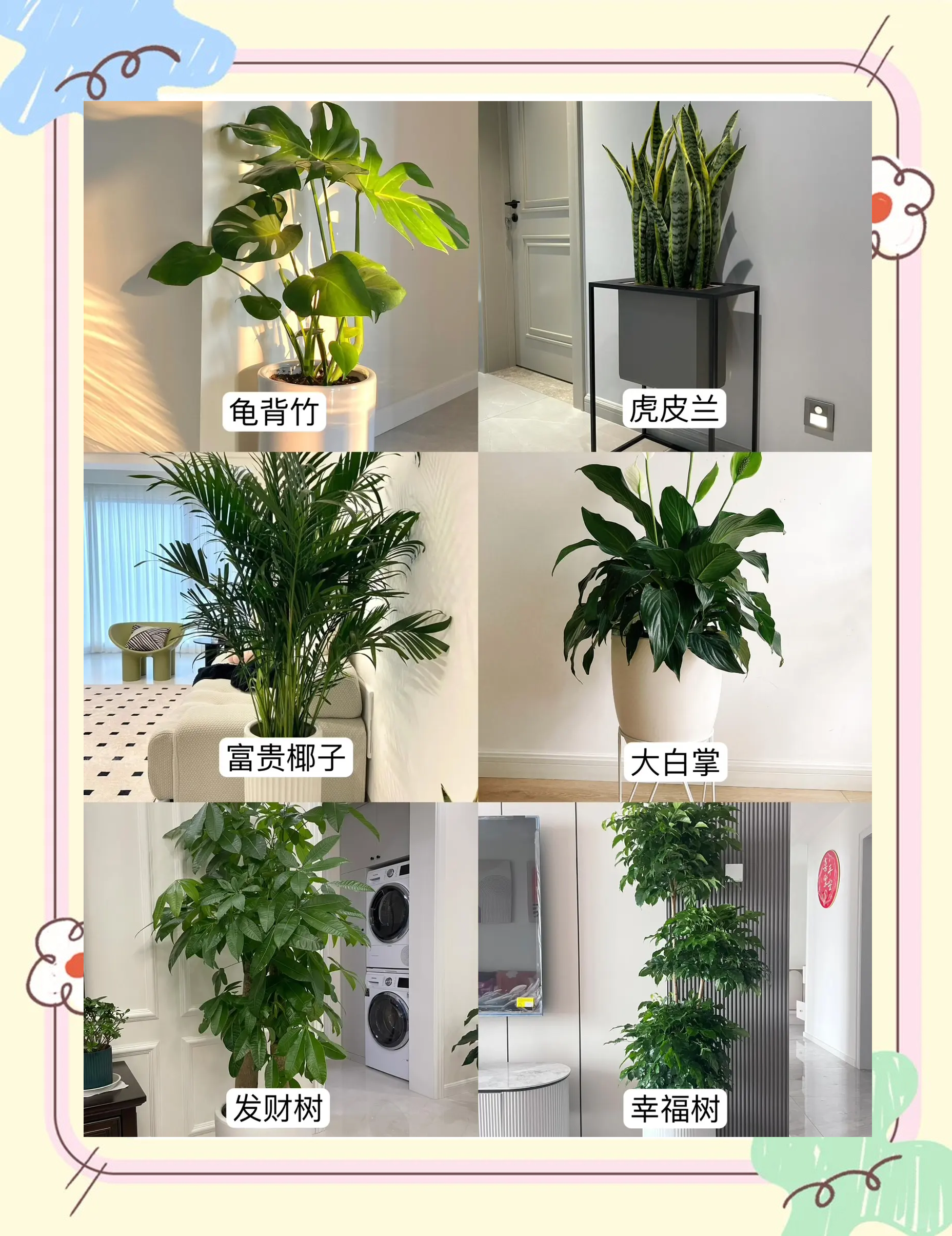 科普展现:家居绿植选择禁忌（家里绿植搭配）