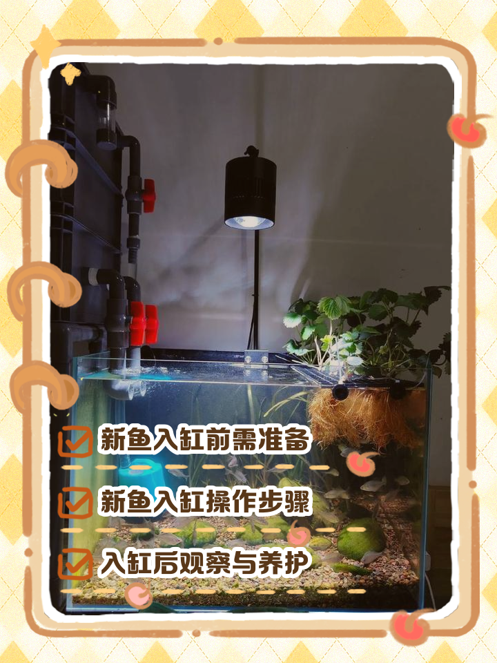 养鱼有什么讲究