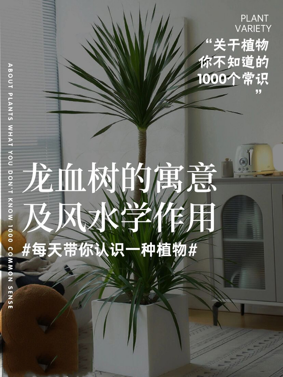 龙血树风水作用