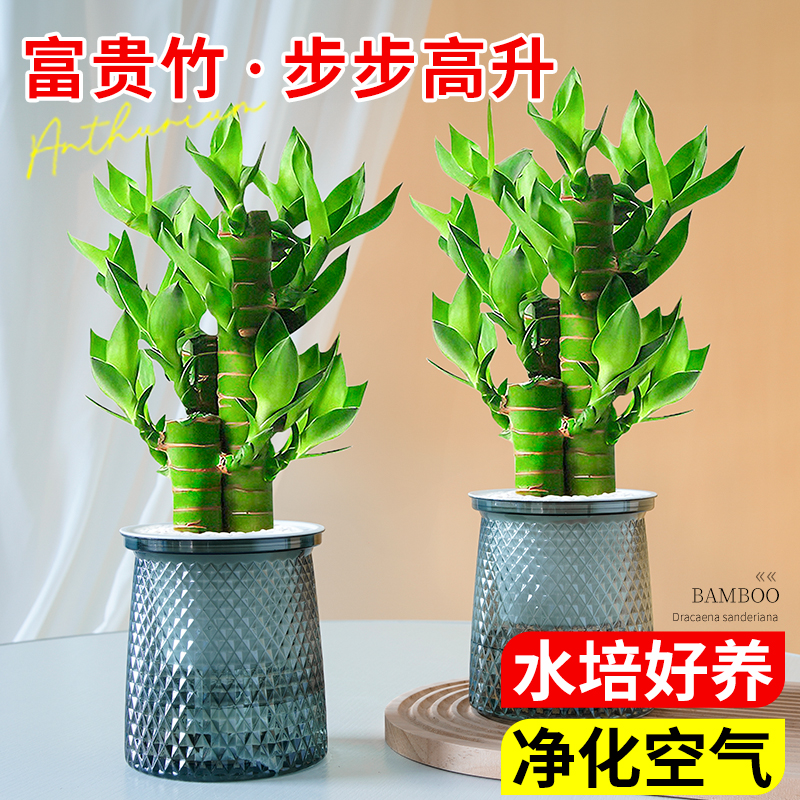 客厅招财风水植物