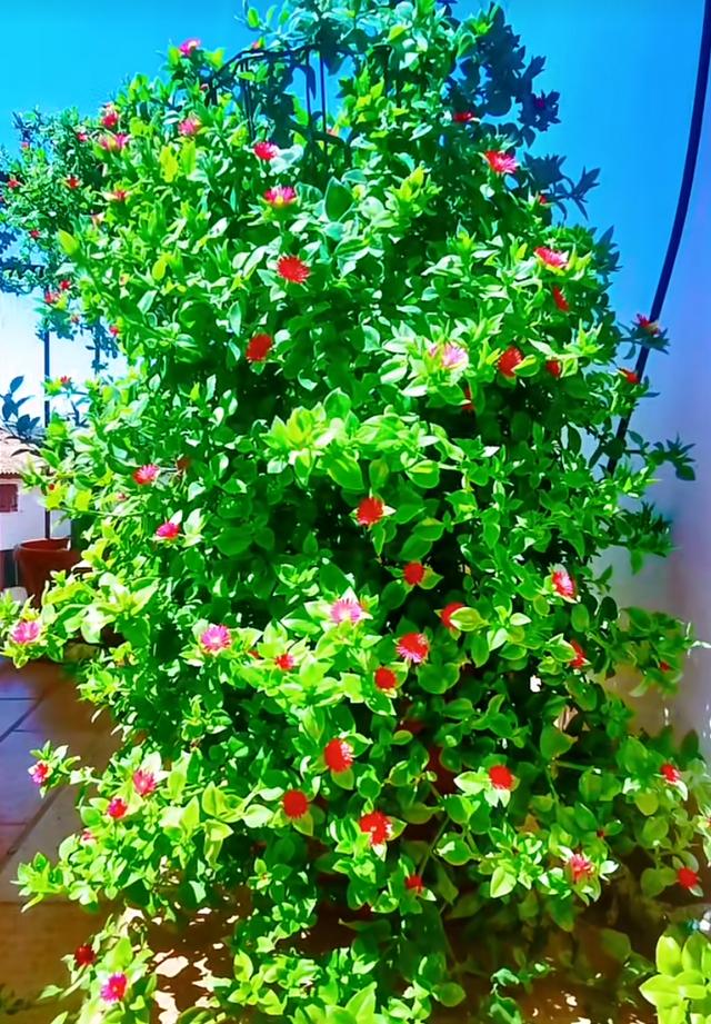 适合养在露台花