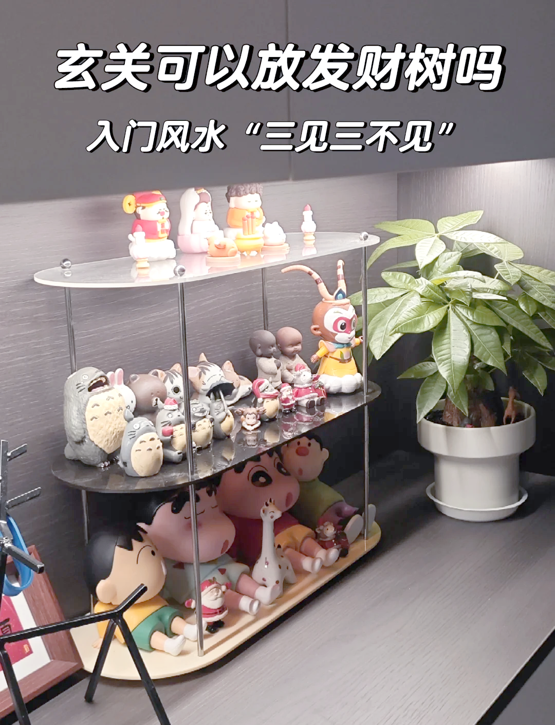 科普展现:玄关植物风水讲究（玄关植物摆放）