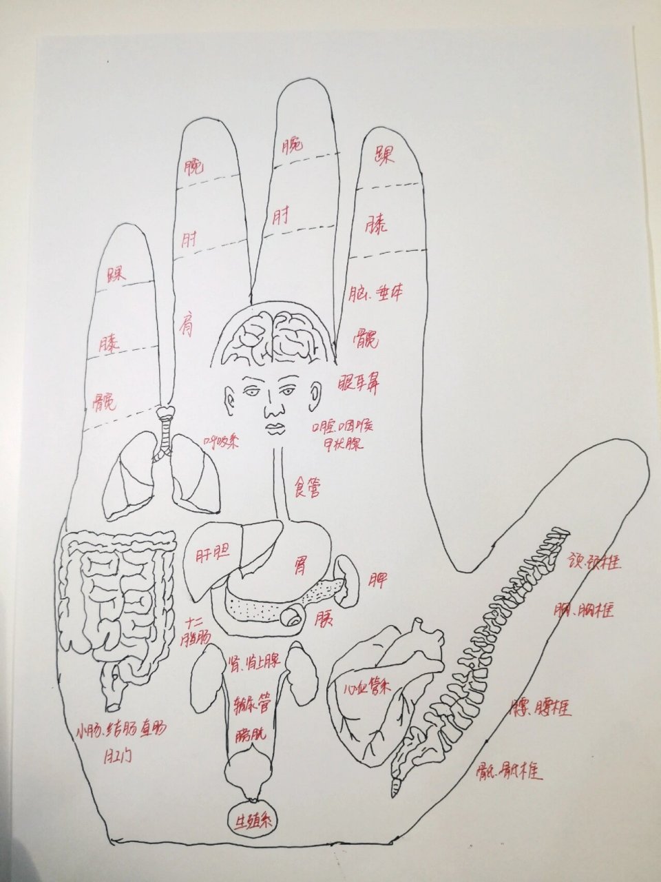 手掌部位名称
