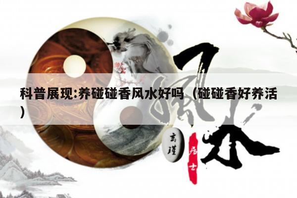 科普展现:养碰碰香风水好吗（碰碰香好养活）