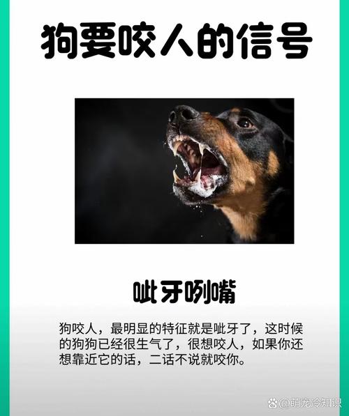 绝不轻易狗带儿,绝不轻易狗带什么意思