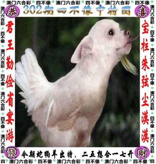 正宗黄大仙中特一肖,黄大仙选一肖